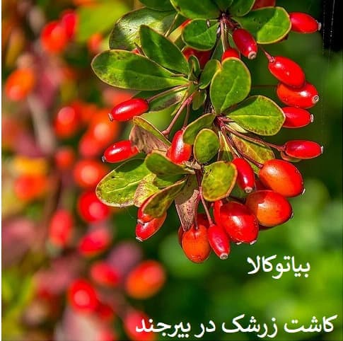 کاشت زرشک در بیرجند